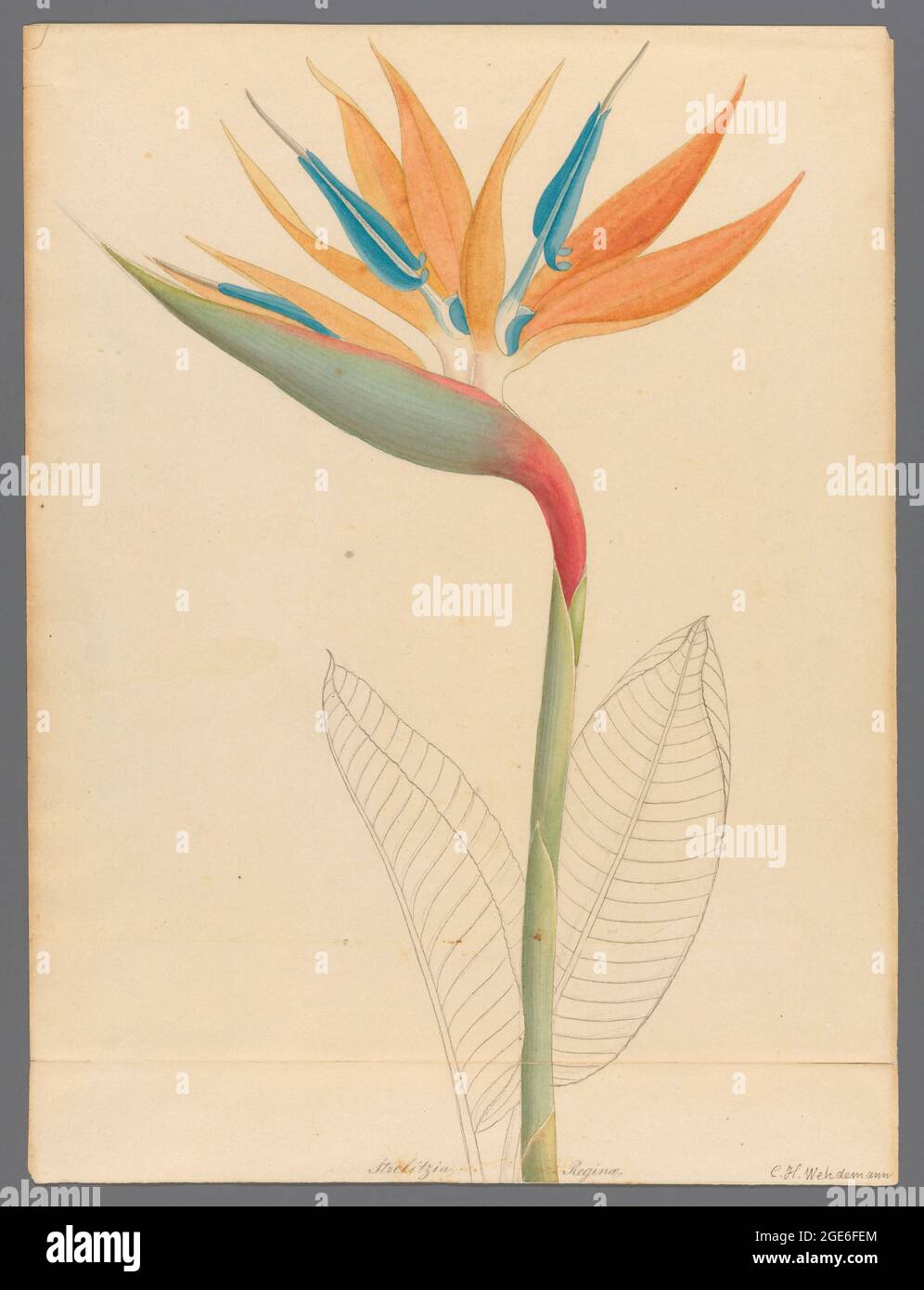 Strelitzia reginae (1817) fleur de grue, oiseau de paradis, ou isigude d'une collection de ' dessins de plantes recueillies au Cap ' par Clemenz Heinrich, Wehdemann, 1762-1835 recueillis et dessinés dans la colonie du Cap, Afrique du Sud Banque D'Images