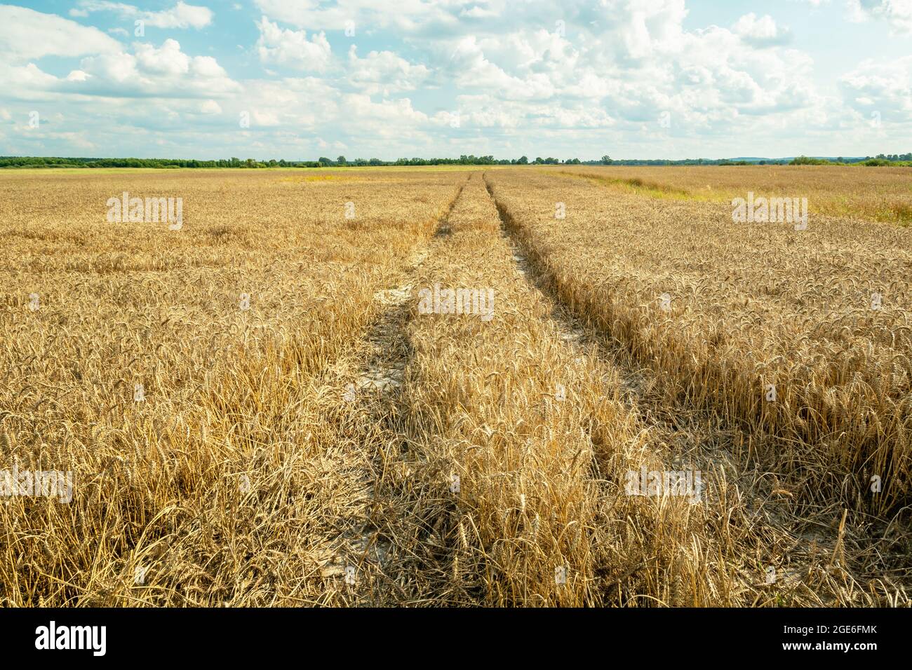 Chemin technologique à travers le grain, Czulczyce, Pologne Banque D'Images