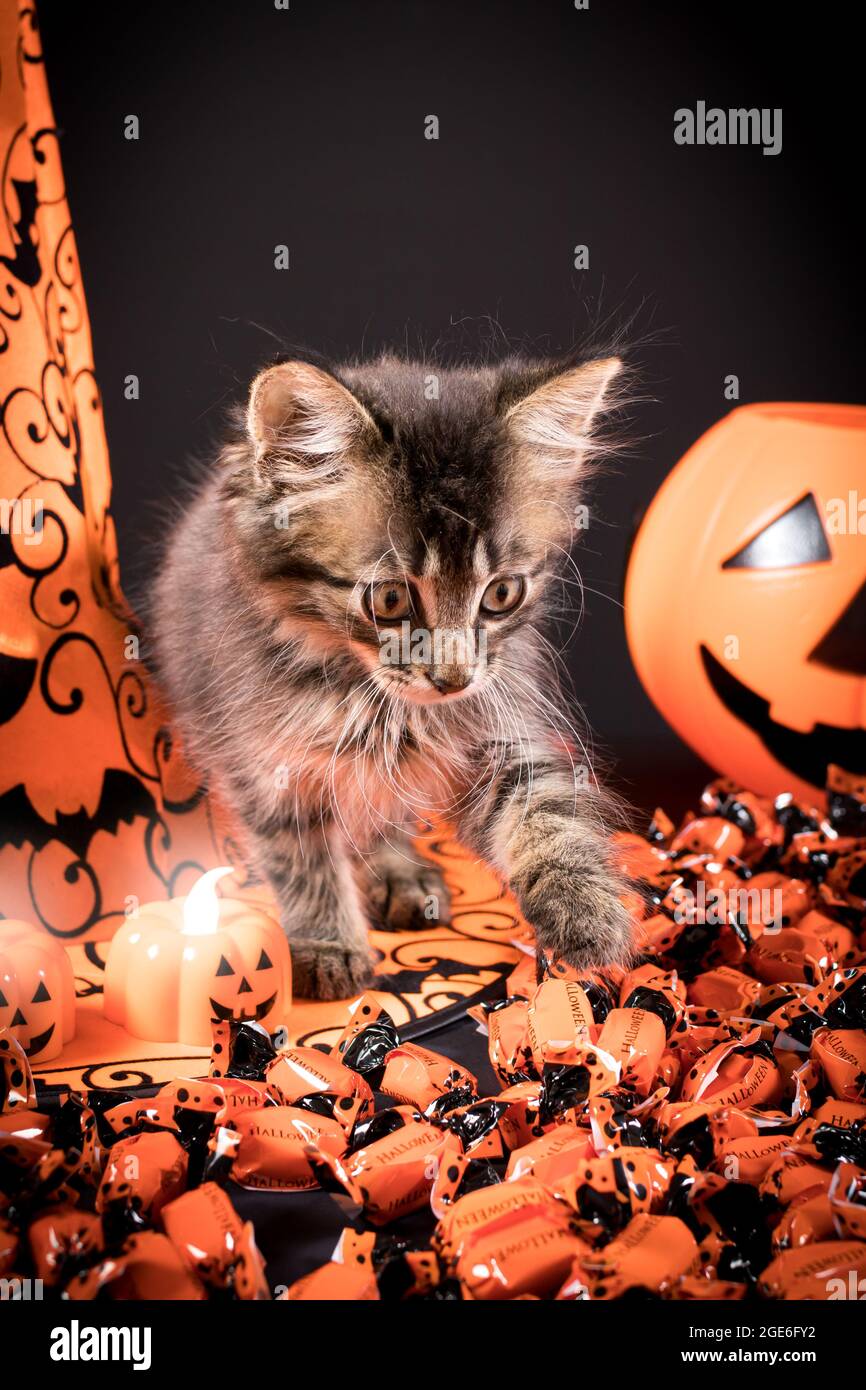 Carte verticale avec petit chat mignon. Halloween et animaux domestiques. Banque D'Images