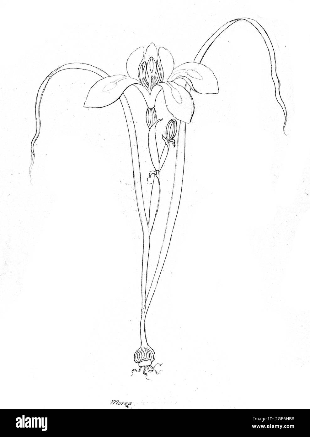 Croquis de fleurs bulbeuses - Iris - tiré d'une collection de dessins de plantes recueillies au Cap par Clemenz Heinrich, Wehdemann, 1762-1835 recueillis et dessinés dans la colonie du Cap, Afrique du Sud Banque D'Images