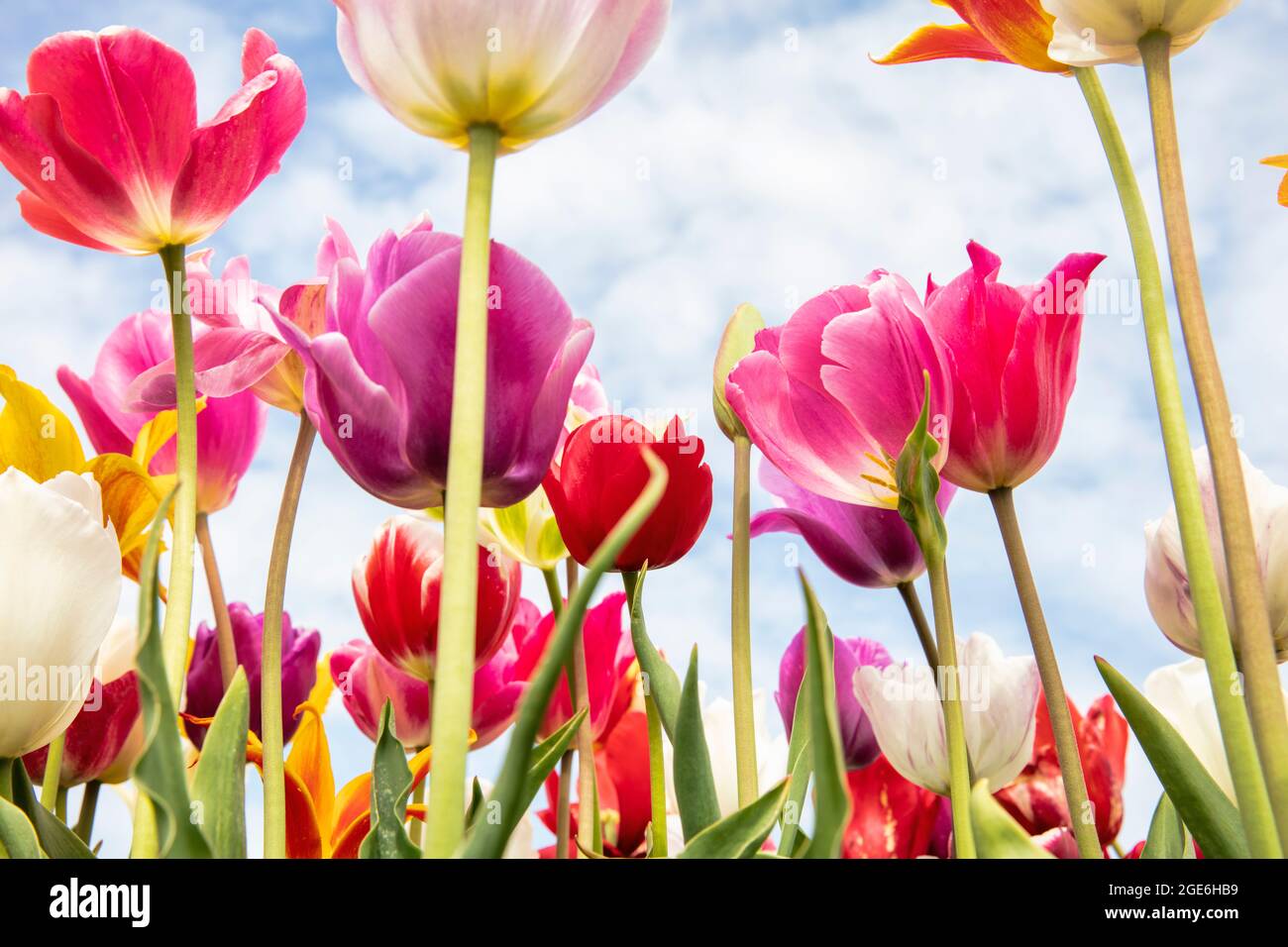 Pays-Bas, Noordwijkerhout, Tulips, champs de tulipes. Banque D'Images