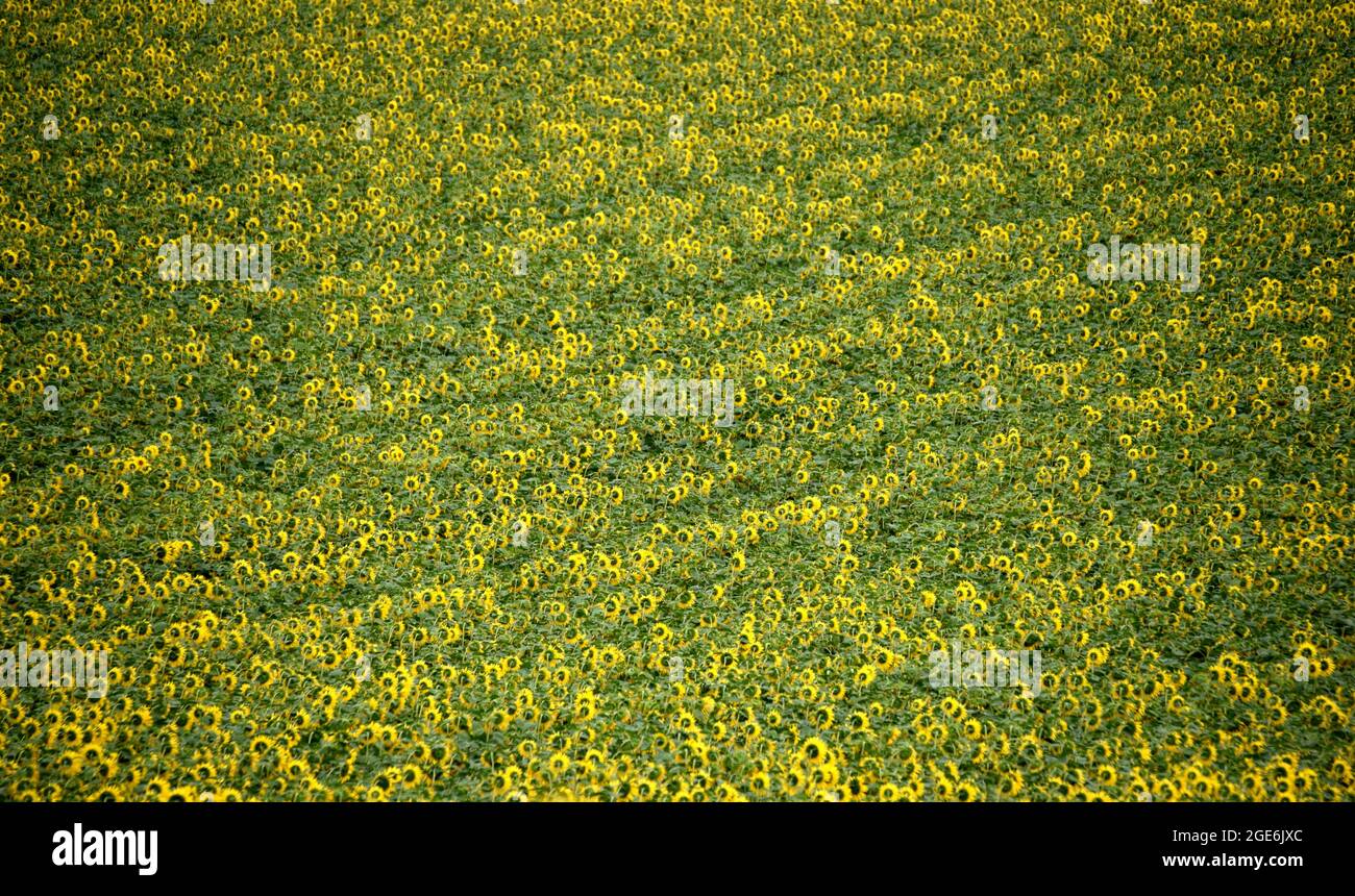 Tournesols croissant fortement dans cette photo prise pendant l'été en France Banque D'Images