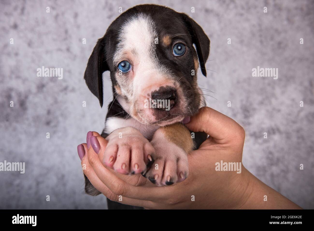 Louisiana Catahoula Leopard chien chiot sur les mains Photo Stock 