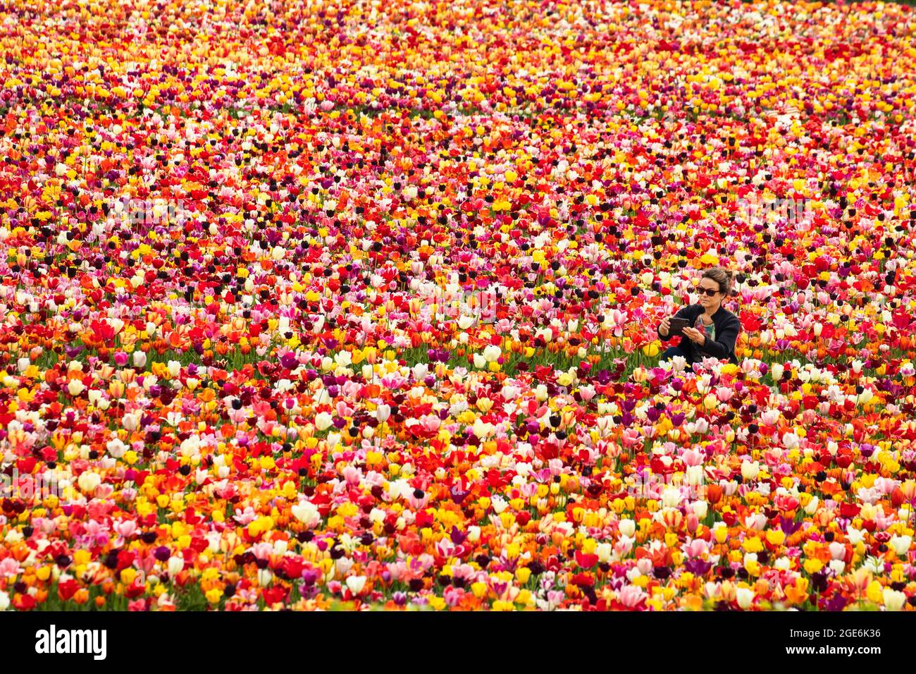 Pays-Bas, Noordwijkerhout, Tulips, champs de tulipes. Modèle libéré. Banque D'Images