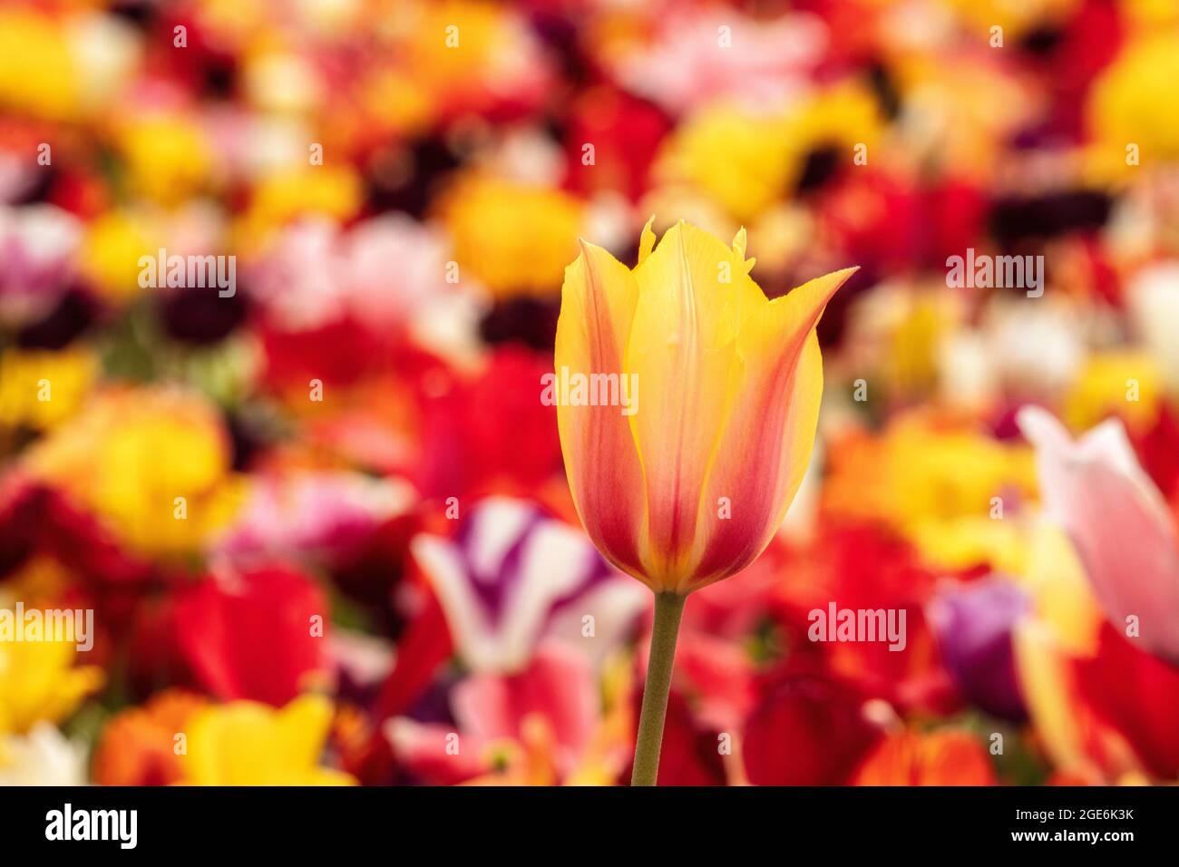 Pays-Bas, Noordwijkerhout, Tulips, champs de tulipes. Banque D'Images