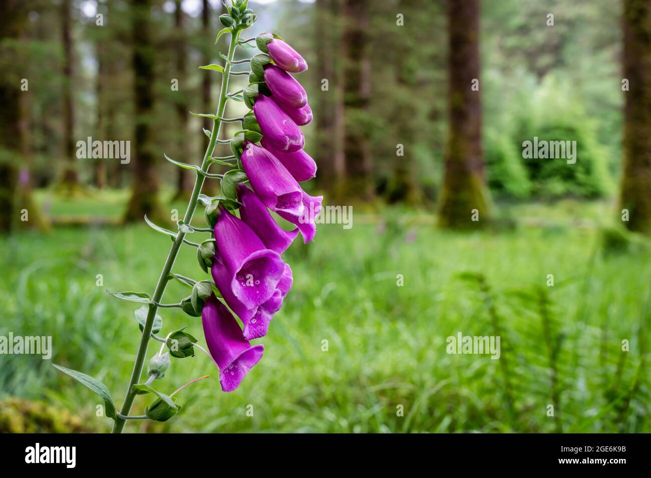 Fleurs sauvages pourpres de renards qui poussent dans une forêt de pins en Irlande Banque D'Images