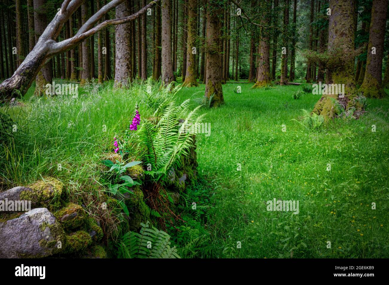 Un seul bouquet de fleurs sauvages pourpres de renards qui poussent parmi les troncs de pins sur un fond forestier en Irlande Banque D'Images