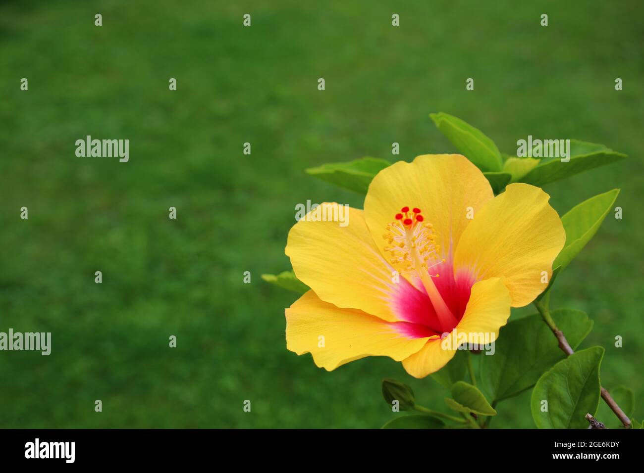 Bonn Allemagne août 2021 hibiscus jaune fleurir sur fond vert en plein soleil Banque D'Images