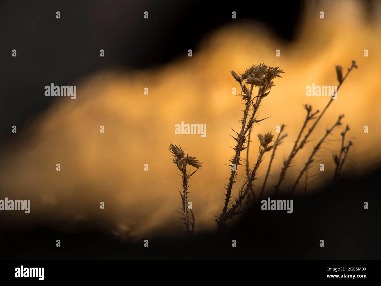 Belles épines dans les déserts à l'automne Banque D'Images