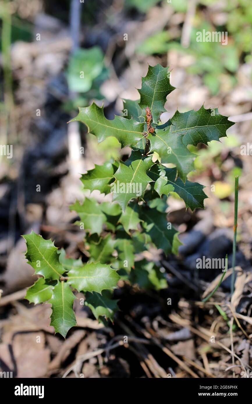 Quercus coccifera, Fagaceae. Plante sauvage au printemps. Banque D'Images