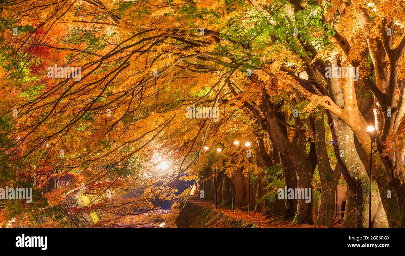 Corridor de l'érable près du lac Kawaguchi et Mt. Fuji, le Japon au cours de l'automne. Banque D'Images