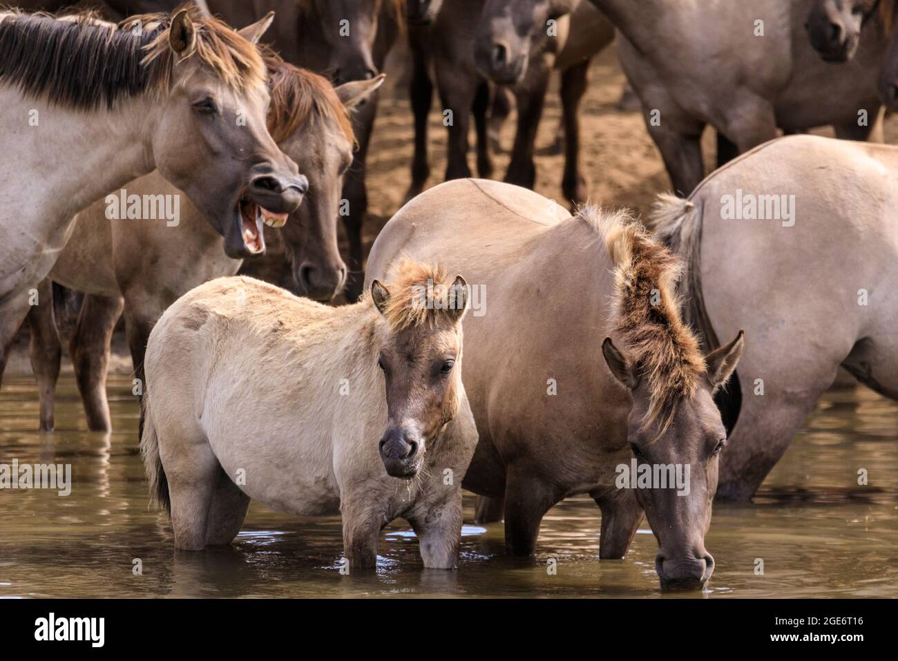Les chevaux de baignade, les poneys sauvages de Dülmen (également appelés les Dülmener ou les Duelmen), race semi-sauvage, Muensterland, Allemagne Banque D'Images