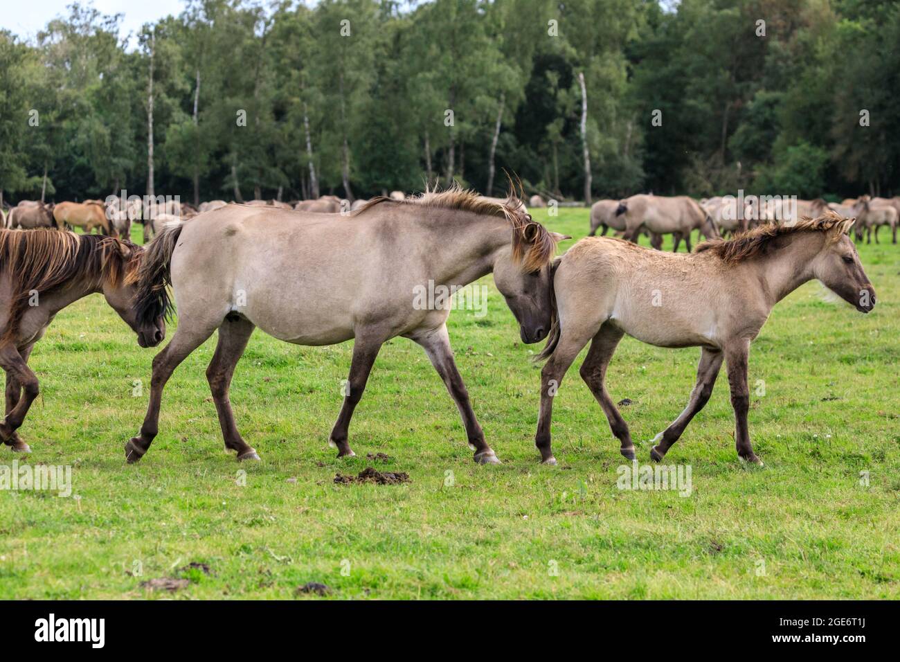 Mare marche avec foal. Les poneys sauvages de Dülmen (également appelés les Dülmener ou les Duelmen), race semi-sauvage dans le Muensterland, en Allemagne Banque D'Images
