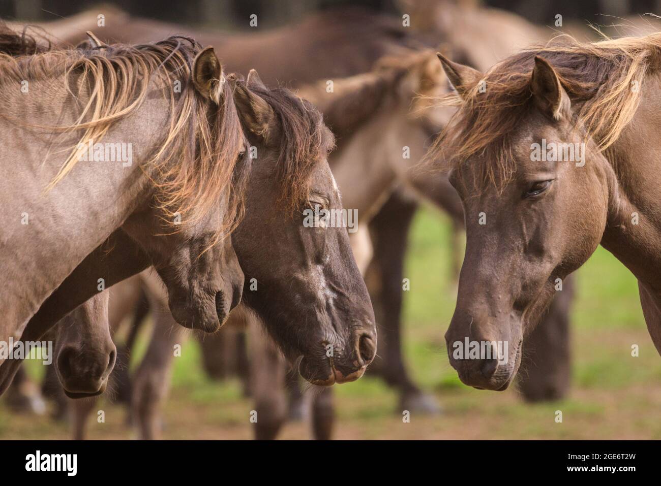 Gros plan, les poneys sauvages de Dülmen (également appelés les Dülmener ou les Duelmen), rare race semi-sauvage dans le Muensterland, Allemagne Banque D'Images