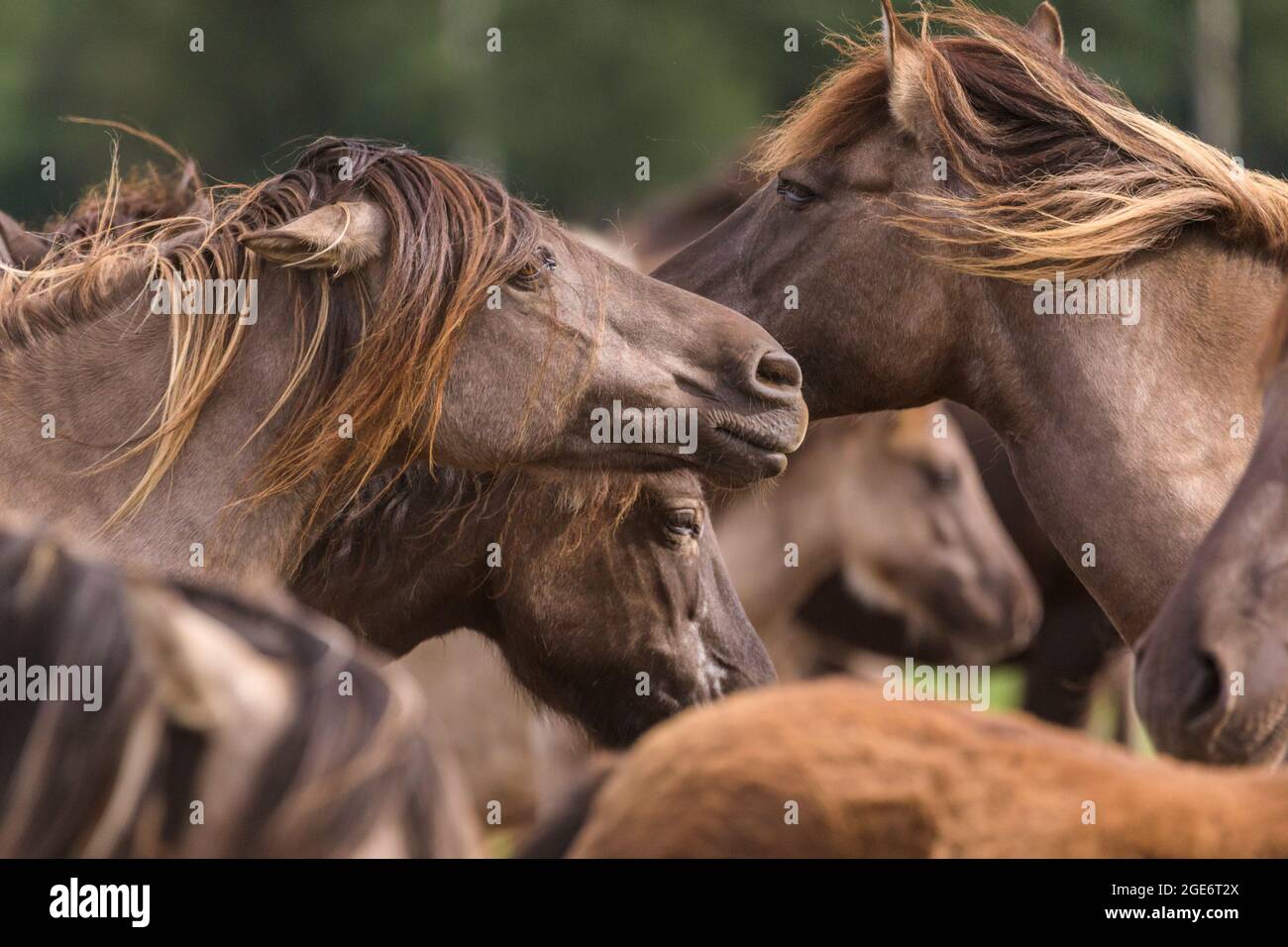 Gros plan, les poneys sauvages de Dülmen (également appelés les Dülmener ou les Duelmen), rare race semi-sauvage dans le Muensterland, Allemagne Banque D'Images
