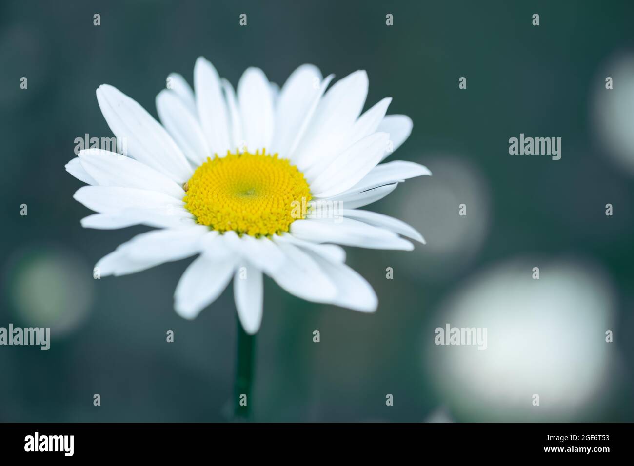 Fleurs de camomille sauvage - photo macro d'une fleur. Arrière-plan de la nature Banque D'Images