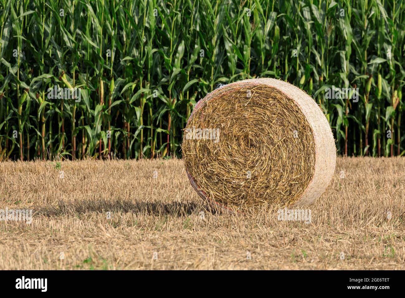 Balles de foin dans les champs de ferme pendant la récolte, balles rondes de paille, campagne de Münsterland, Rhénanie-du-Nord-Westphalie, Allemagne Banque D'Images Balles de foin dans les champs de ferme pendant la récolte, balles rondes de paille, campagne de Münsterland, Rhénanie-du-Nord-Westphalie, Allemagne Banque D'Images