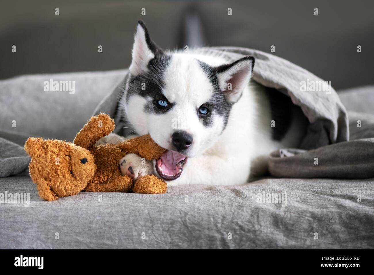 Un petit chien blanc chiot race husky sibérien avec de beaux yeux bleus se pose sur le tapis gris avec jouet ours. Photographie de chiens et d'animaux de compagnie Banque D'Images