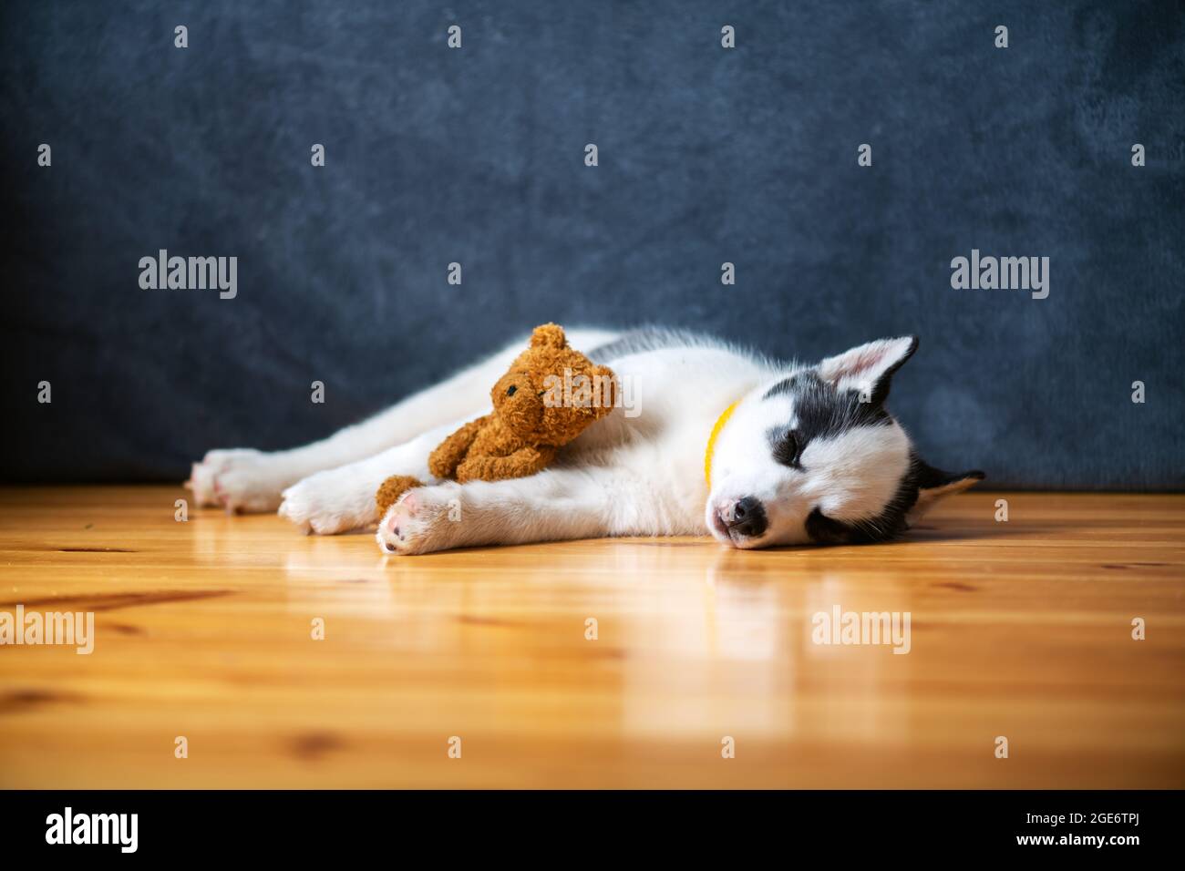 Un petit chien blanc chiot race husky sibérien avec de beaux yeux bleus repose sur un sol en bois avec un jouet ours en peluche. Photographie de chiens et d'animaux de compagnie Banque D'Images