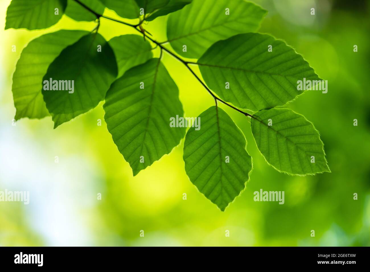 Gros plan sur la nature de la feuille de hêtre vert sur les brindilles de printemps sur fond flou en forêt. CopySpace faire en utilisant comme plantes vertes naturelles et toile de fond écologique Banque D'Images