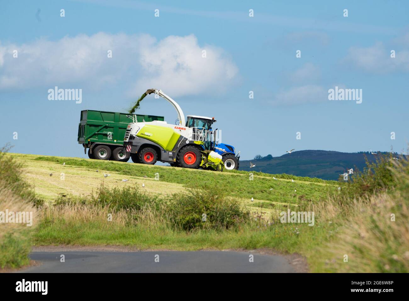 Récolte d'herbe fourragère pour l'ensilage, Heple, Morpeth, Northumberland, Royaume-Uni Banque D'Images