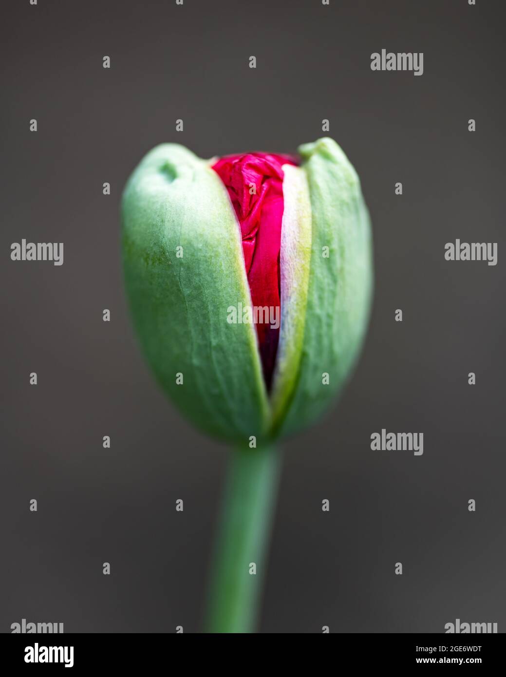 Jeune bourgeon de pavot vert avec pétales de fleur rouge à l'intérieur. Photographie macro Banque D'Images