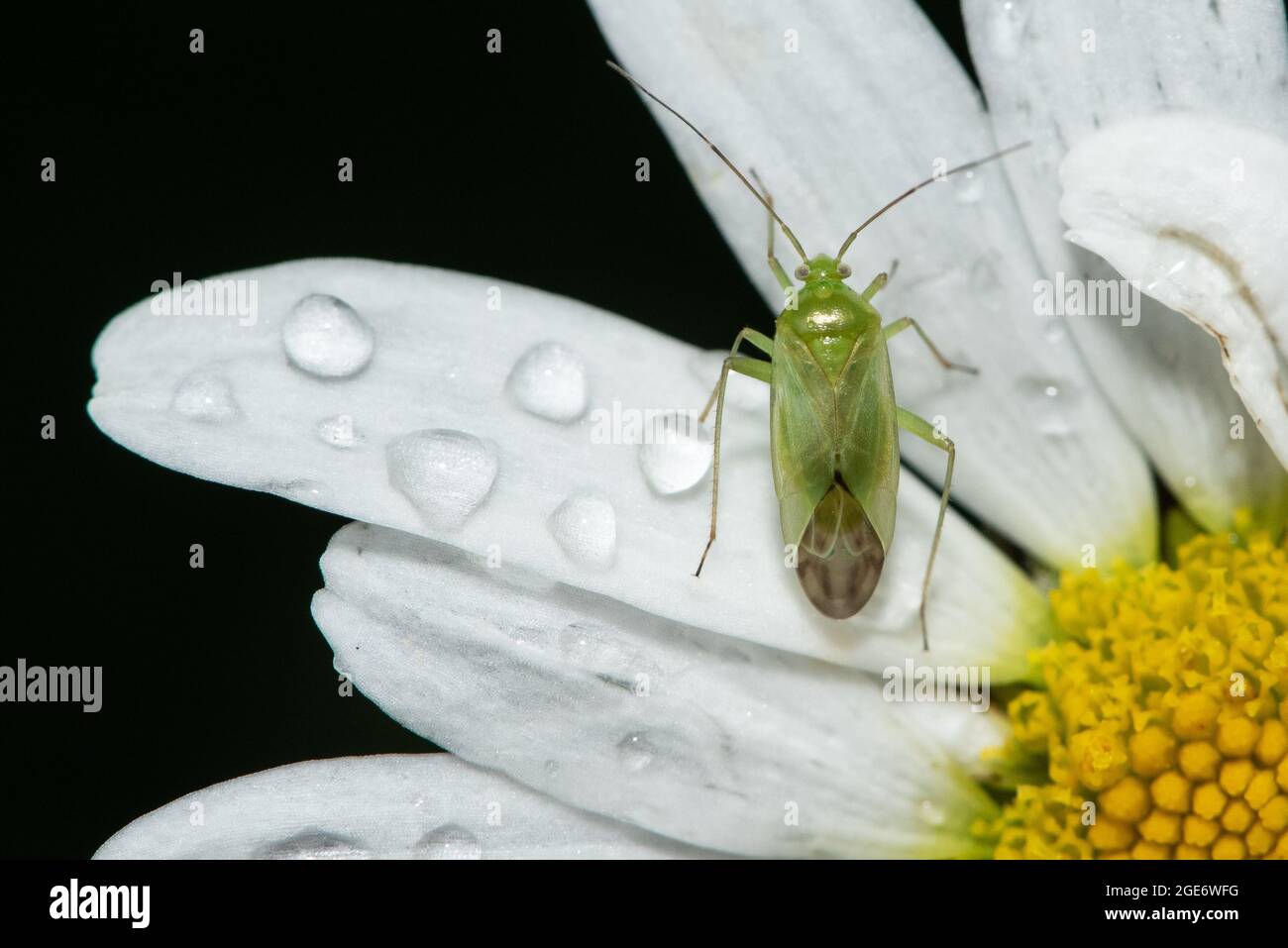 Un insecte de capside vert commun sur une Marguerite Oxeye, Chipping, Preston, Lancashire, Royaume-Uni Banque D'Images