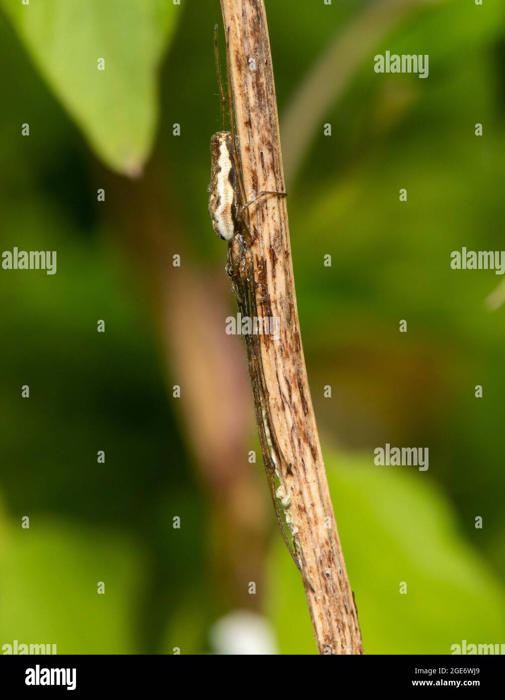 Araignée de tisserand à longues mâchoires, Chipping, Preston, Lancashire, Royaume-Uni Banque D'Images