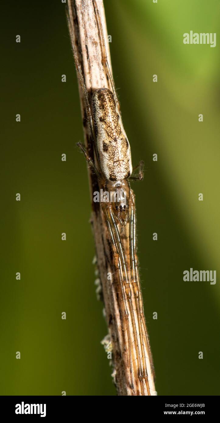 Araignée de tisserand à longues mâchoires, Chipping, Preston, Lancashire, Royaume-Uni Banque D'Images