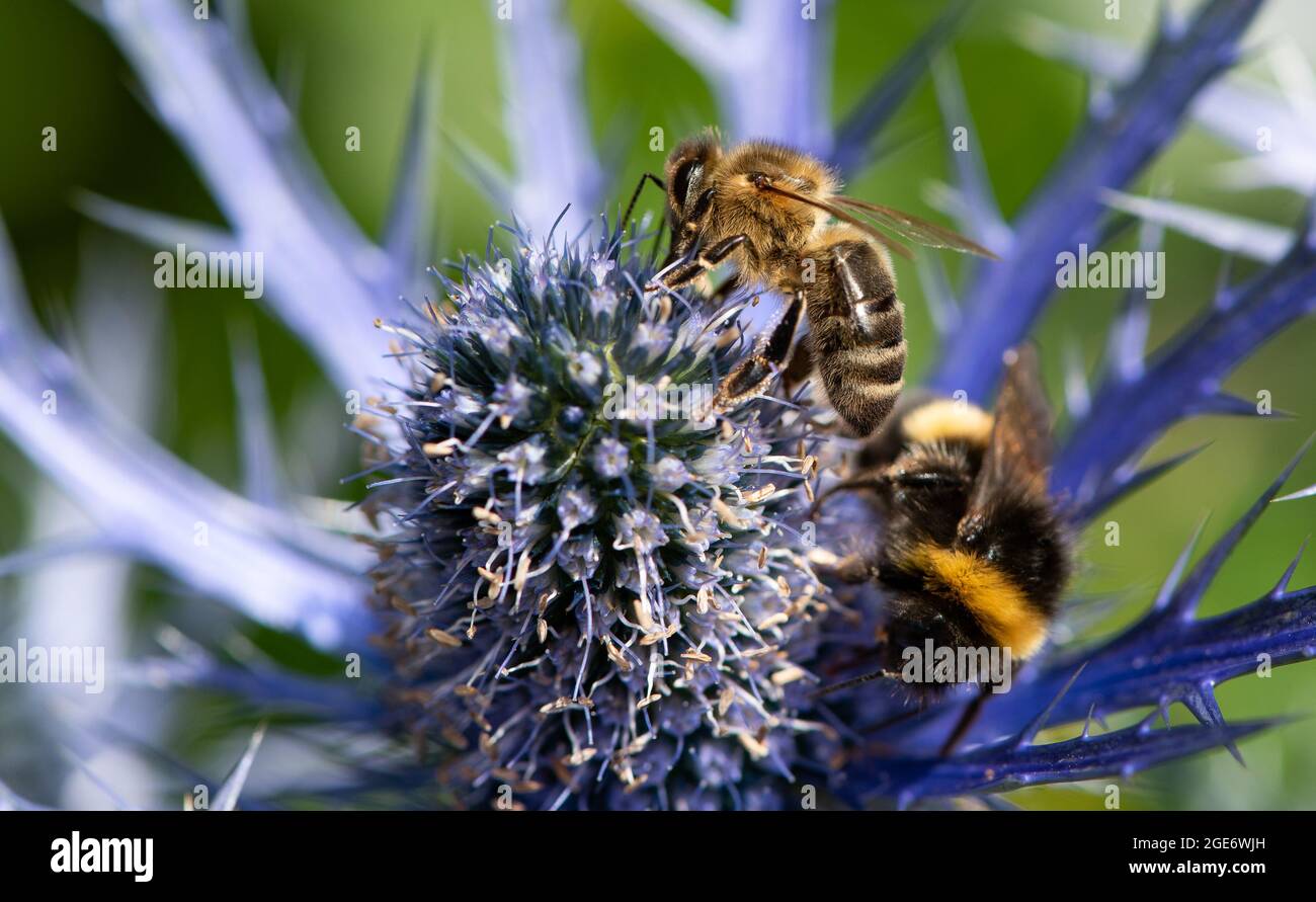 Une abeille et une abeille bourdonneuse sur le chardon alpin, Chipping, Preston, Lancashire, Royaume-Uni Banque D'Images