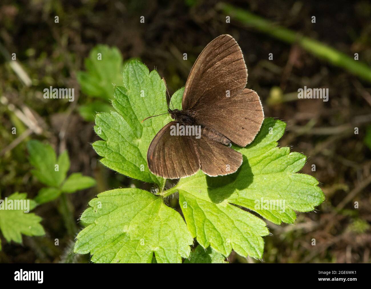 Ringlet Butterfly, Chipping, Preston, Lancashire, Royaume-Uni Banque D'Images