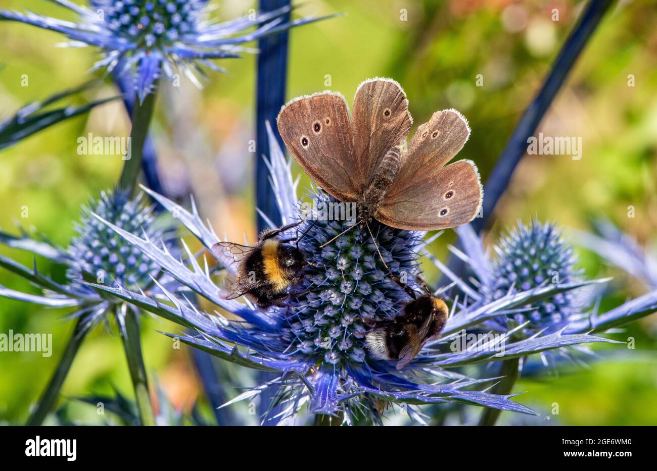 Un papillon de ringlet avec des abeilles bourdes sur le chardon alpin, Chipping, Preston, Lancashire, Royaume-Uni Banque D'Images