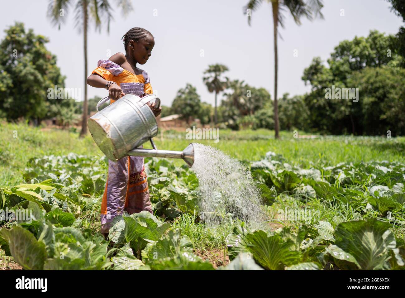 Petite fille noire avec un grand et lourd arrosage peut irrgating cabages dans la petite exploitation de son père en Afrique de l'Ouest Banque D'Images