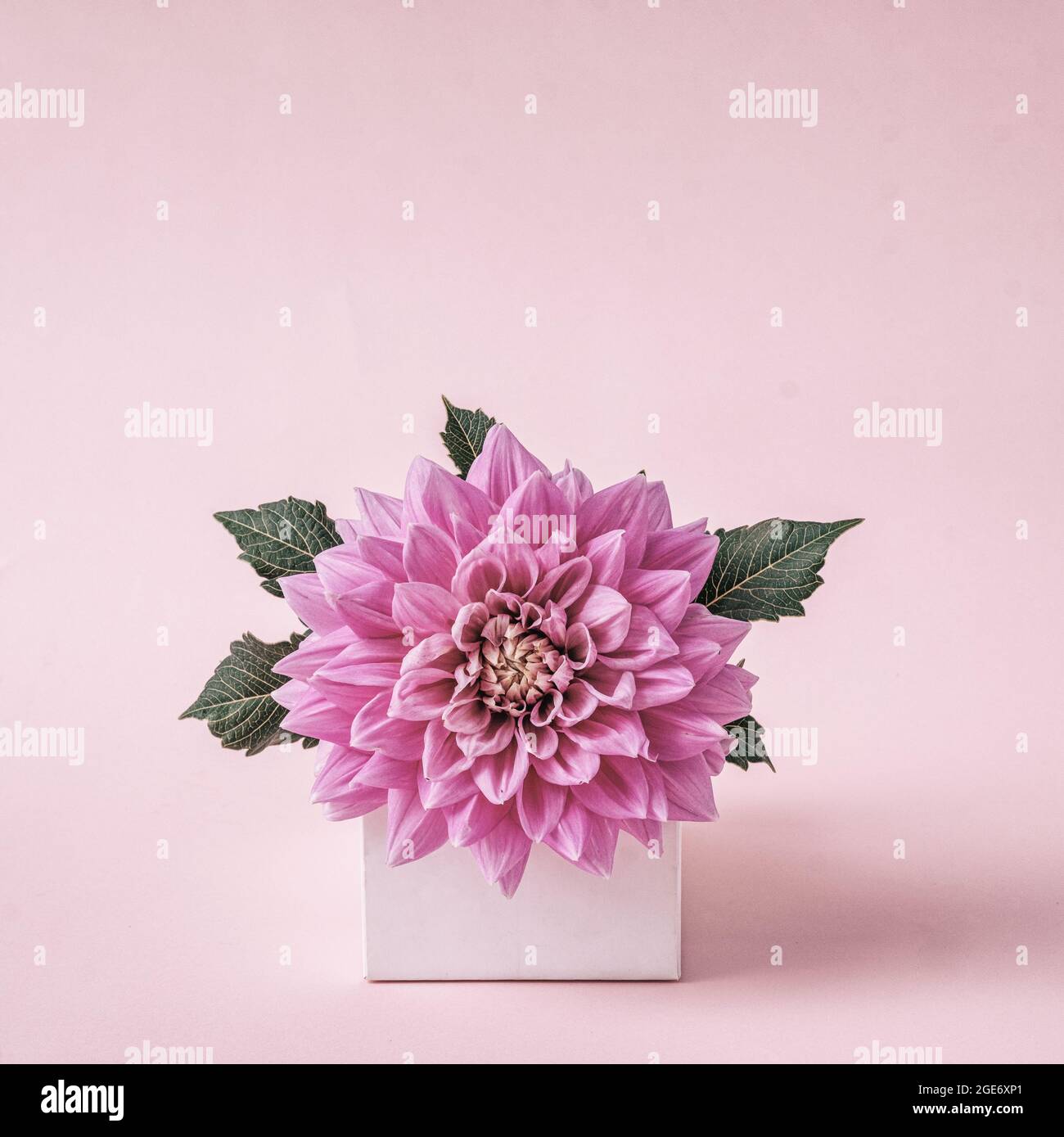 Fleur de Dahlia dans une carte de vœux moderne et créative pour les voeux et Félicitations. Couleurs pastel. Banque D'Images