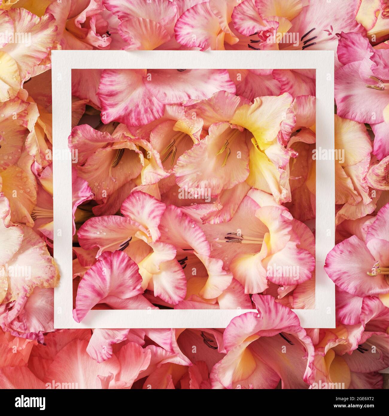 Fleurs gladiolus pastel et cadre blanc pour un message de bienvenue de style rétro Banque D'Images