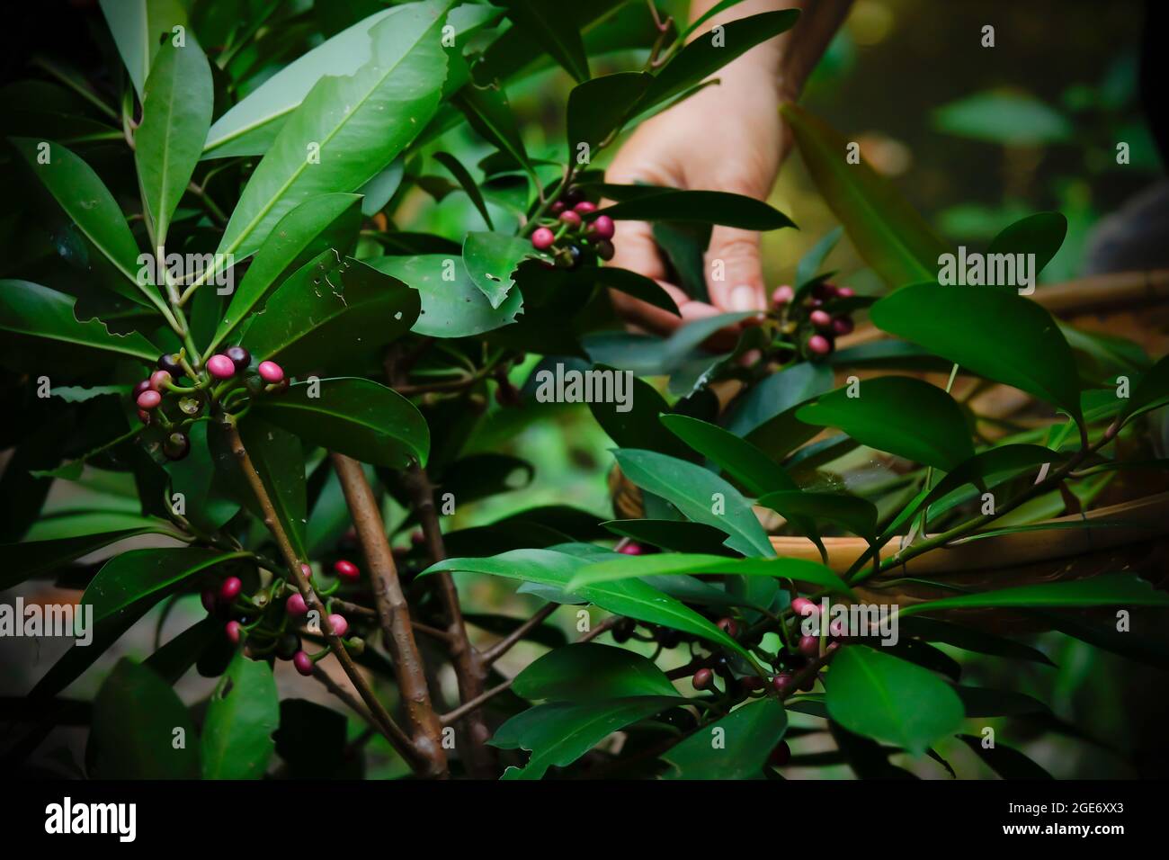 Récolte de fruits comestibles sauvages mûrs dans une forêt tropicale. Gros plan des mains de femmes récoltant des fruits sauvages. La nourriture dans la nature. Concentrez-vous sur les fruits sauvages. Banque D'Images