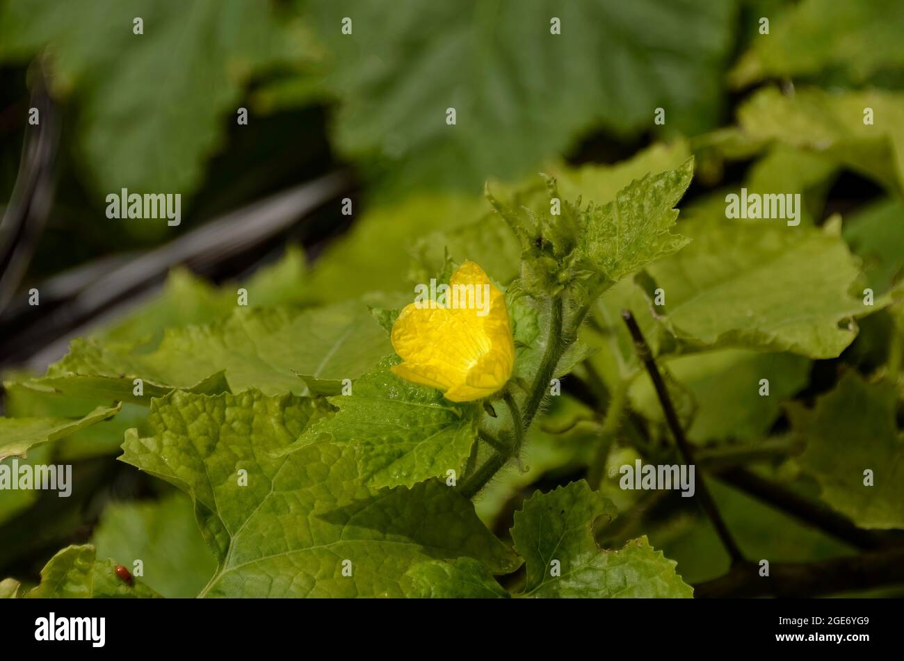 Fleur jaune Luffa cylindrica dans le jardin naturel Banque D'Images