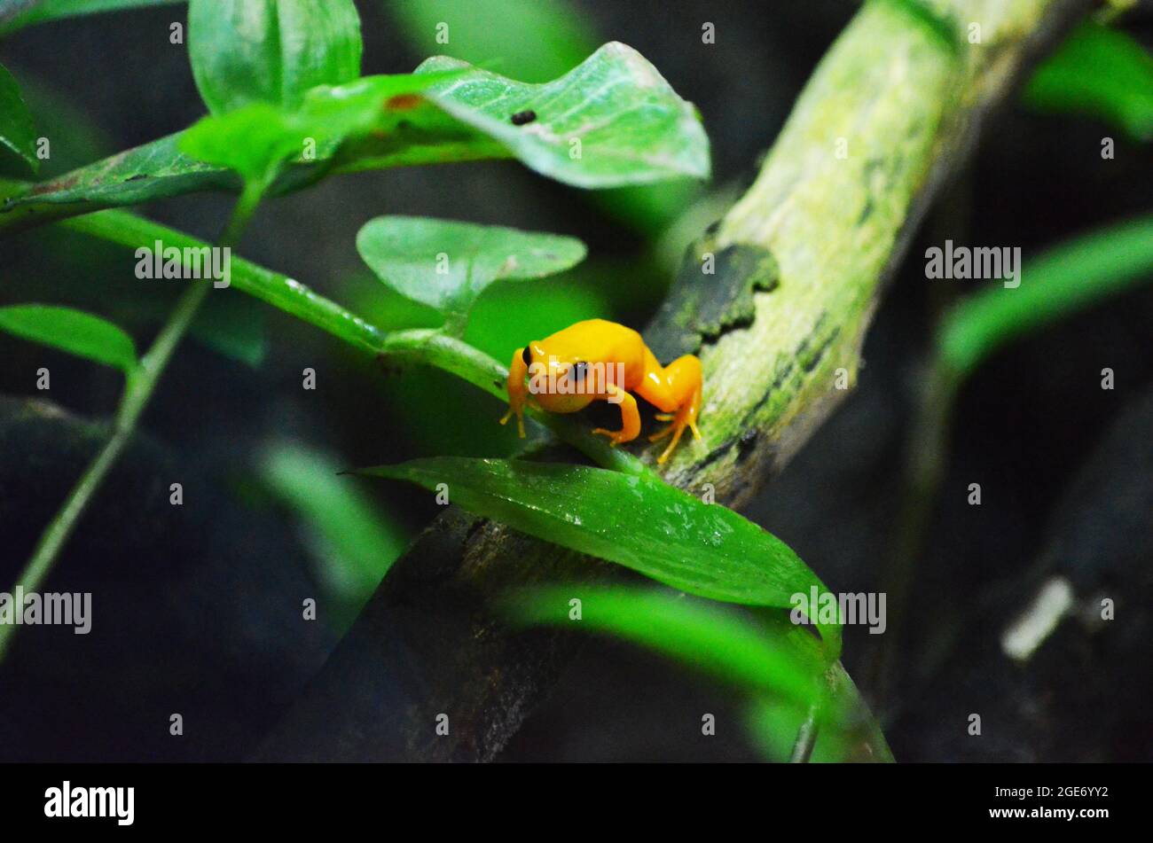 Grenouille Mantella doré (Mantella aurantiaca) Banque D'Images