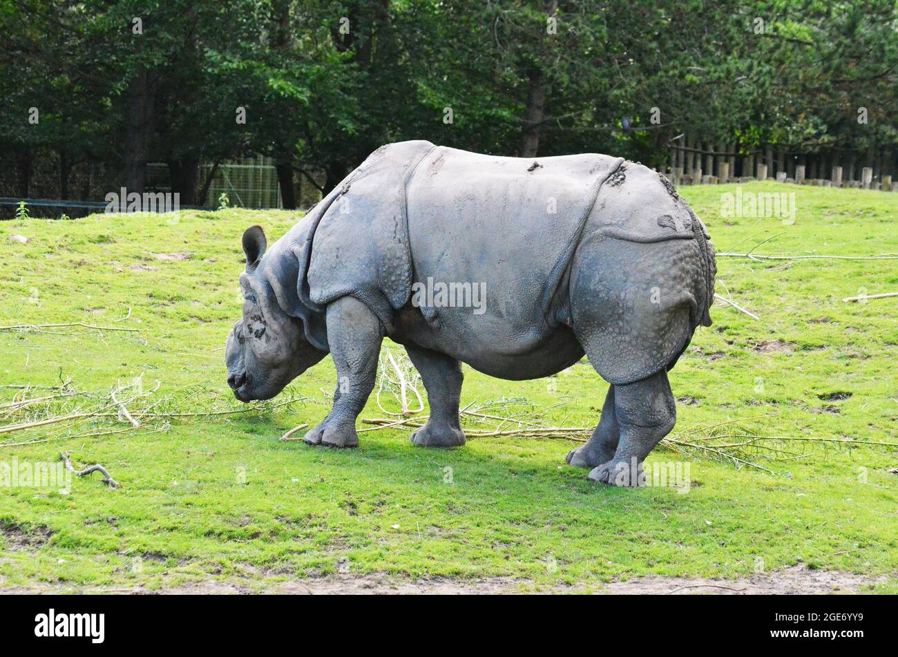 Grand un Rhino Horned (Rhinoceros unicornis) Banque D'Images