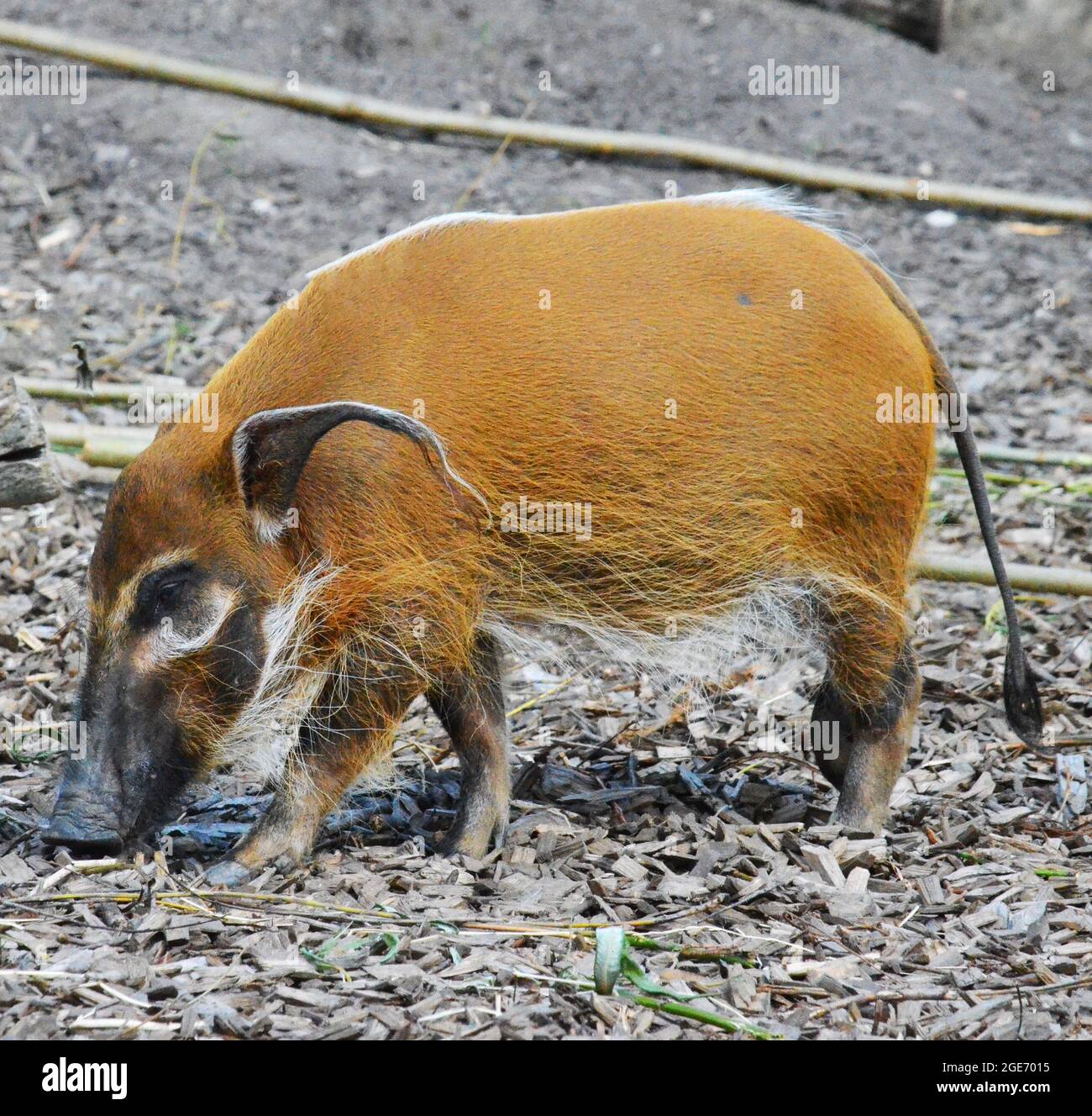 La rivière Rouge (porc-Potamochoerus porcus) Banque D'Images