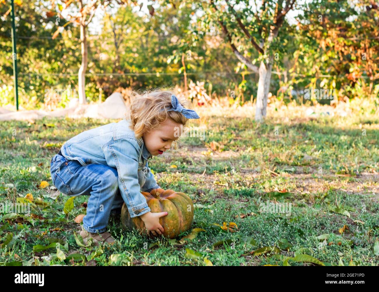 Une petite fille ramasse la citrouille dans le jardin. Blonde blanche fille en costume denim récolte Orange citrouille Thanksgiving jour en automne. Banque D'Images