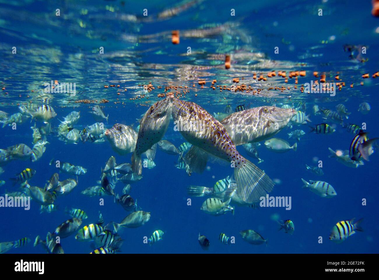 Les poissons nager sous l'eau Banque D'Images