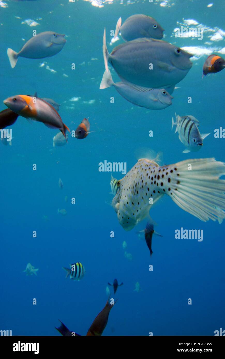 Les poissons nager sous l'eau Banque D'Images