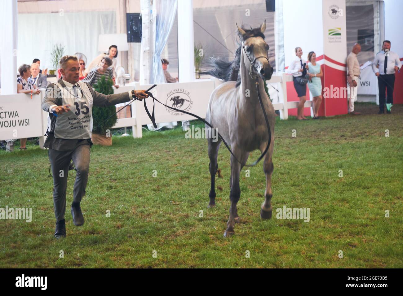 'Pride of Poland 2021' - festival annuel de chevaux arabes de classe mondiale. Comme une tradition de longue date, le festival a été la vente aux enchères de chevaux arabes de sang pur de la ferme de clous à Janów Podlaski, qui possède certains des plus beaux et coûteux pur chevaux arabes élevés sur le monde. Banque D'Images