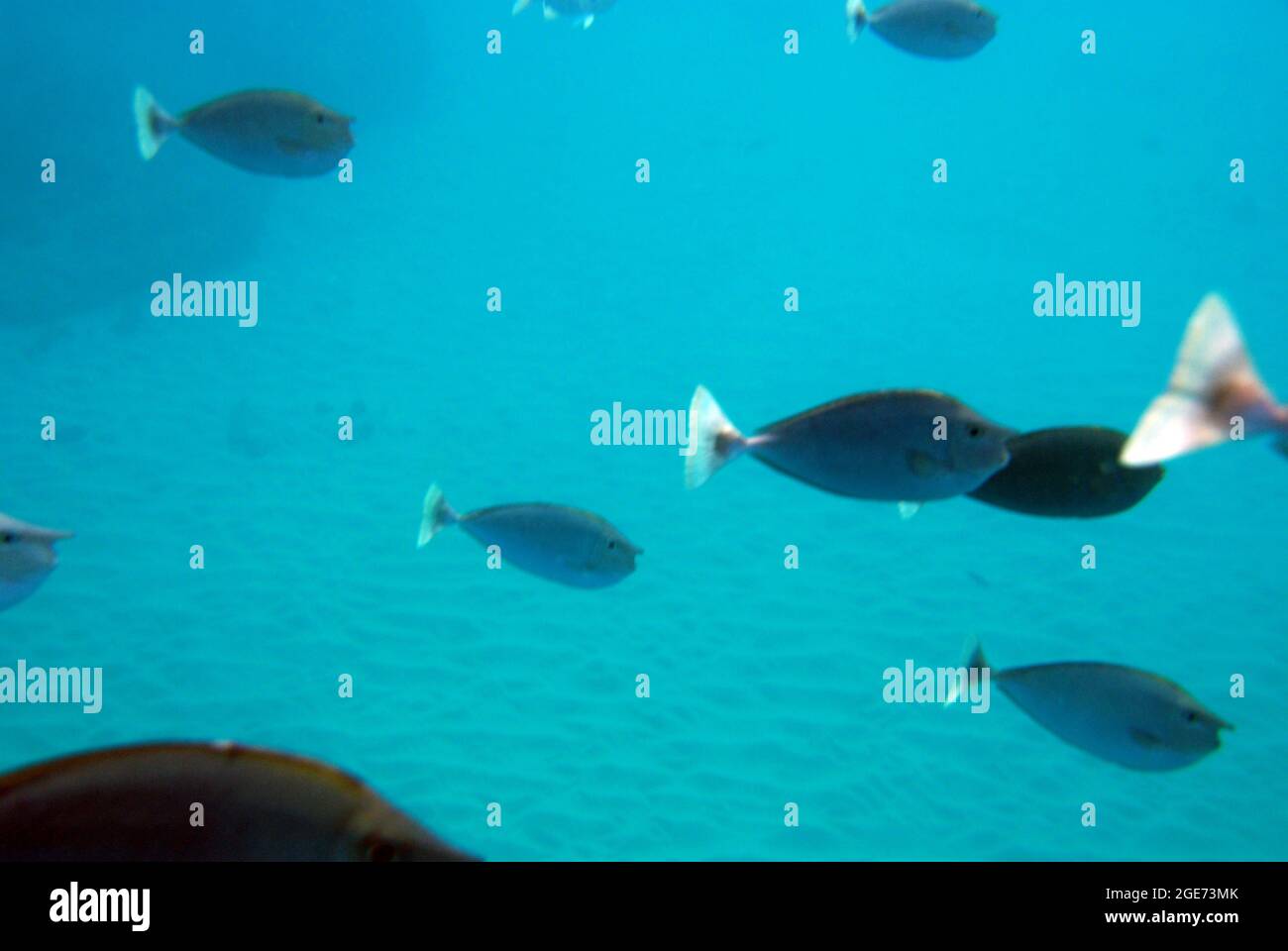 École de poisson Banque D'Images