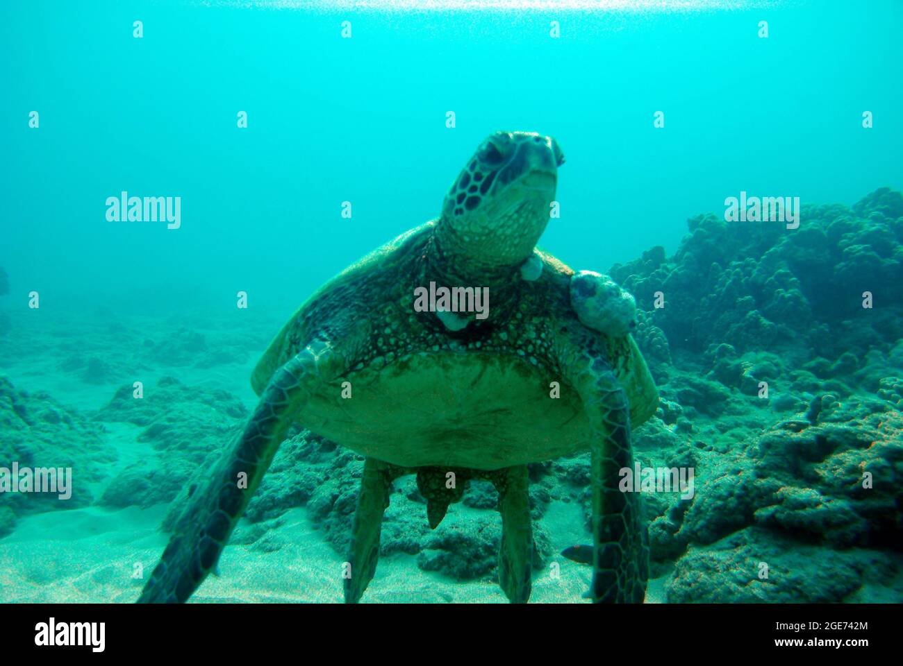 Tortue sur le plancher de l'océan Banque D'Images