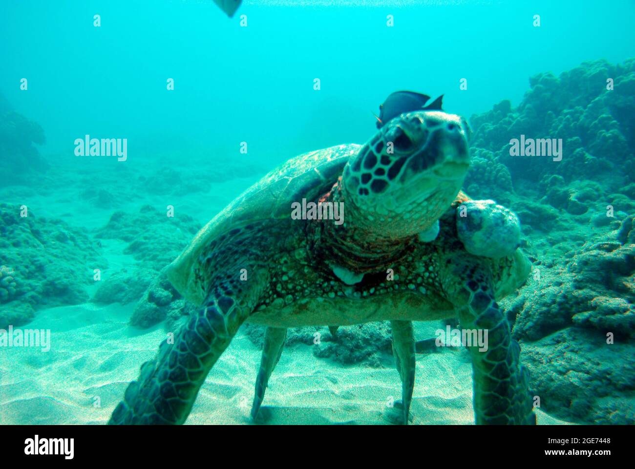 Tortue sur le plancher de l'océan Banque D'Images