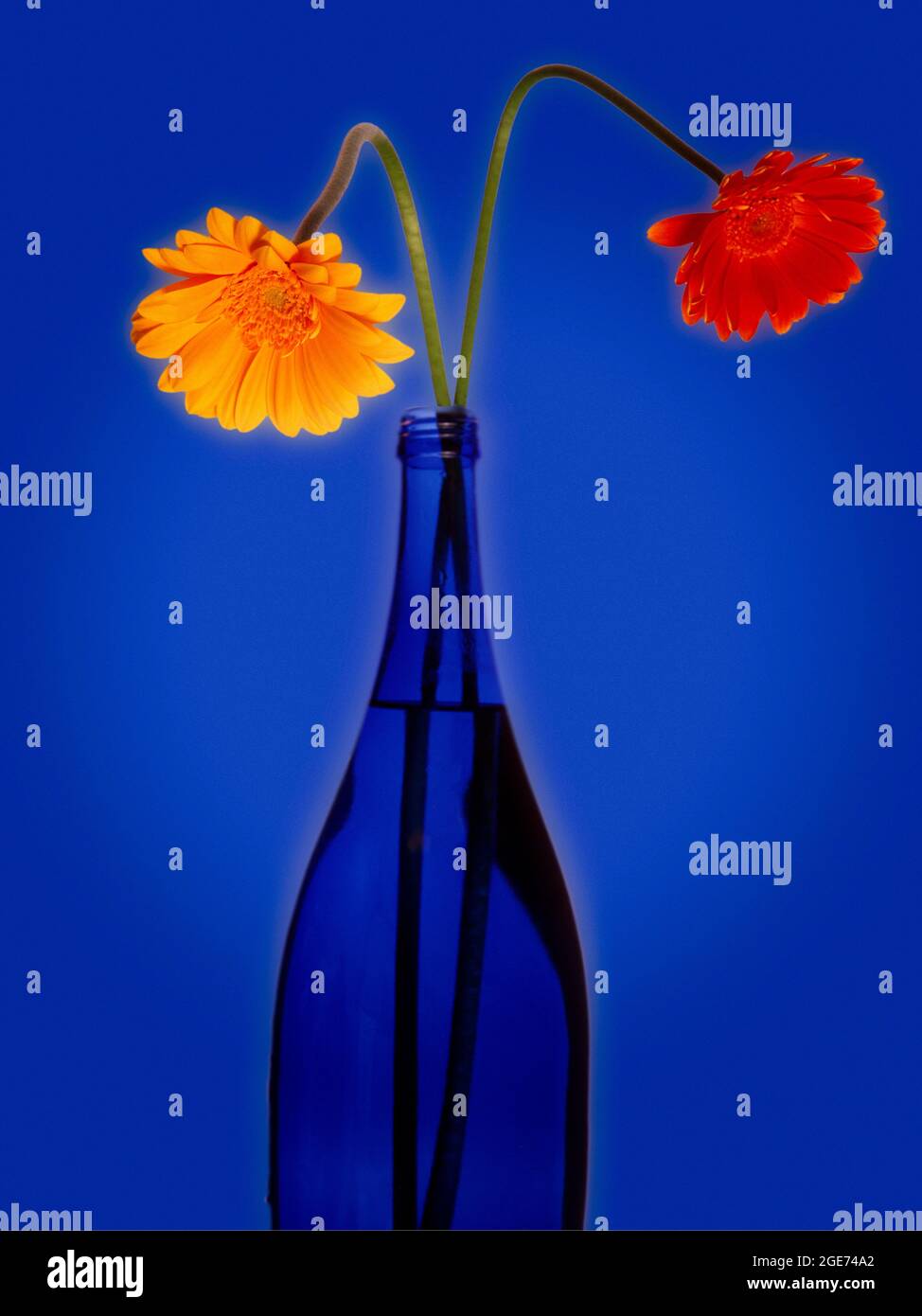 FLORA : Gerbera ou Barbeton Daisy (lat : Gerbera jamesonii) Banque D'Images