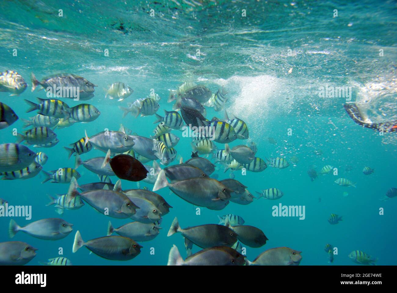 École d'alimentation du poisson Banque D'Images