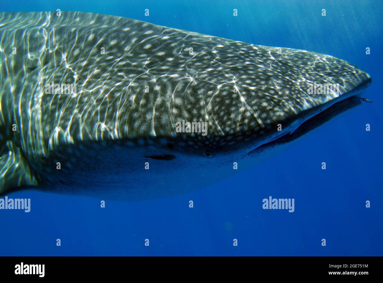 Requins-baleines nageant à Hawaï Banque D'Images